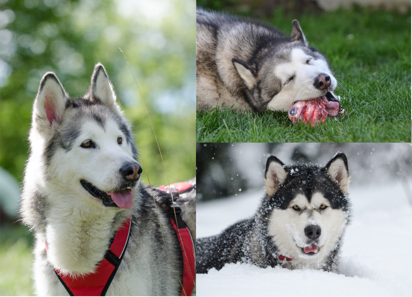 What is the best food for Alaskan Malamute ?