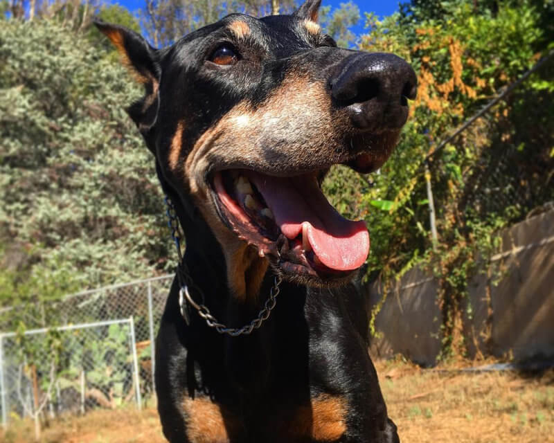 Doberman recover from testicular cancer
