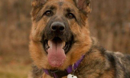 10 year old GSD Recovering from immune deficiency disorder with a raw food diet