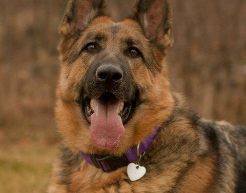 10 year old GSD Recovering from immune deficiency disorder with a raw food diet