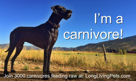 Are Dogs Carnivores?