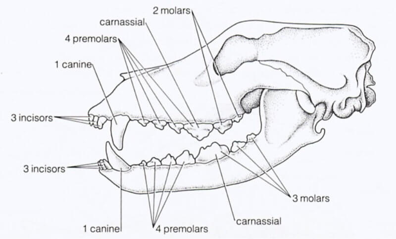Carnivore Teeth 