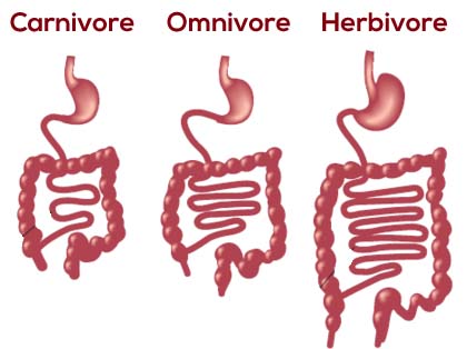 Digestive trackts of carnovers, omnivores and herbivores