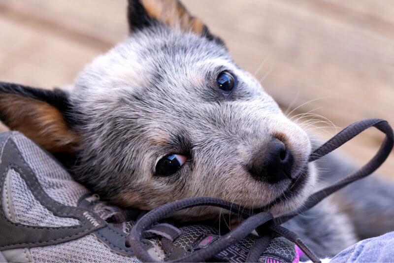dog-eating-shoe-laces